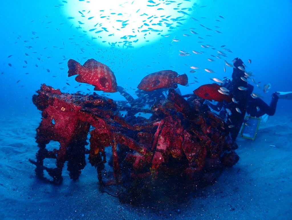 透明度が高い冬の海底に大きな魚が数匹いる様子